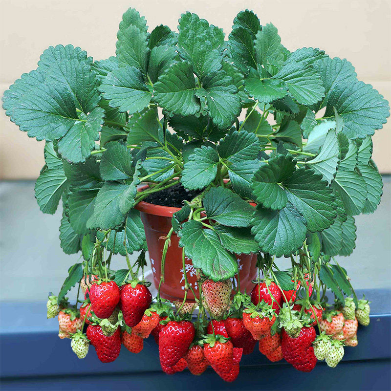 四季种阳台盆栽水果种子蔬菜种子花种籽子2000粒奶油草莓种子在类目 鲜花速递/花卉仿真/绿植园艺, 花卉/蔬果/草坪种子（新）, 家庭园艺种子中 - 来自Buy2taobao.com提供专业的淘宝代购服务