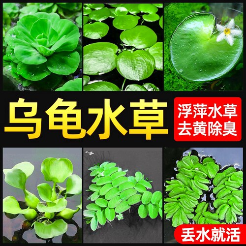 疯狂水草龟缸浮萍水草净水绿植景