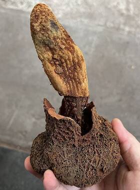 云南野生深山 文王一支笔 益身百搭茶
