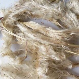 野生新鲜干货白茅花白茅根草花白毛花中药材茅针花茅草花正品包邮