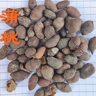 中药材 乌墨 蒲桃 乌楣 羊屎果 十年果 麻栗 山蒲桃 冬青果