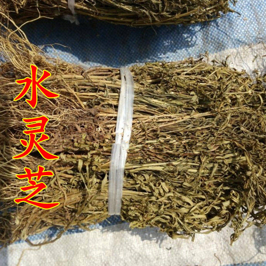 中药材 水灵芝 水黄连 水黄莲 鱼胆草正品包邮 100克野生新货