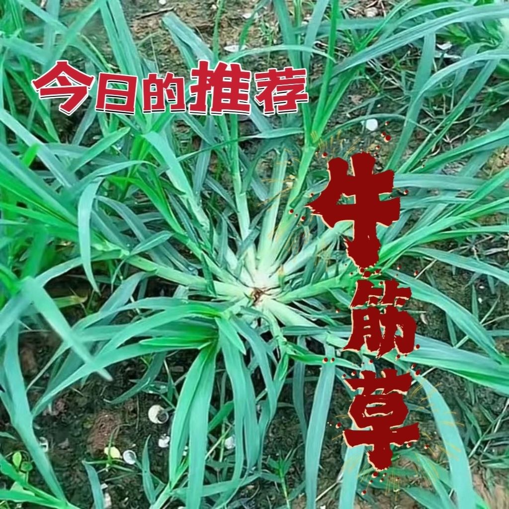 中药材野生牛筋草路边草蟋蟀草鸭