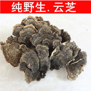 云芝 神农架深山农家采摘野生灵芝干货云芝磨整枝灵芝菌