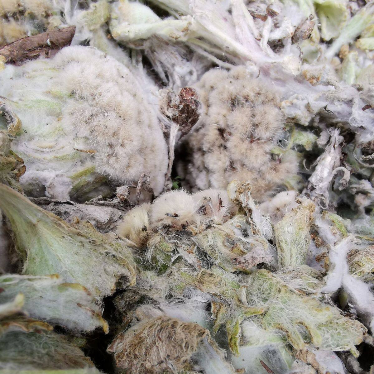 藏雪莲 雪莲花红雪莲西藏深山特产煮水煲汤