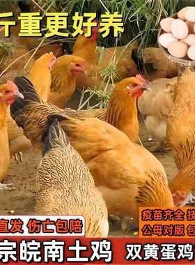 鸡活苗皖南土鸡活苗草鸡活苗小鸡活苗产蛋王鸡苗下蛋鸡活苗脱温苗