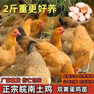 鸡活苗皖南土鸡活苗草鸡活苗小鸡活苗产蛋王鸡苗下蛋鸡活苗脱温苗