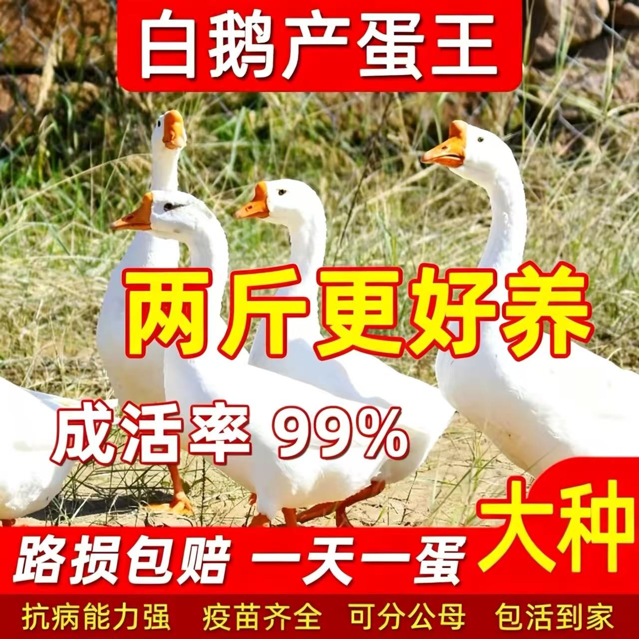 2斤脱温白鹅苗高产产蛋王