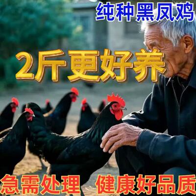 黑凤鸡活苗纯种黑凤鸡苗高产蛋鸡苗散养2斤土鸡苗小鸡苗脱温鸡苗