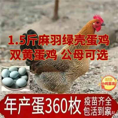 散养1.5斤麻羽母鸡土鸡绿壳蛋鸡