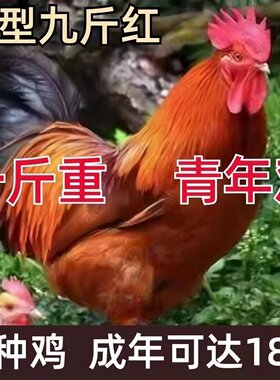 红玉鸡苗小鸡活苗小鸡