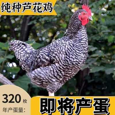 芦花鸡纯种家养青年观赏宠物活苗