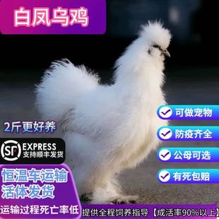纯种散养2斤白凤乌鸡活苗泰和乌鸡半大脱温鸡苗乌骨鸡苗竹丝鸡苗