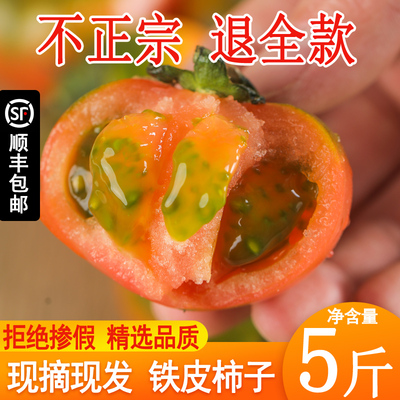 丹东铁皮番茄西红柿新鲜自然熟