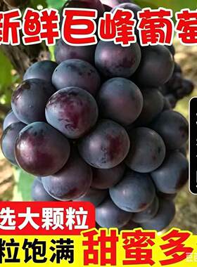 现摘精品大果坏果包赔