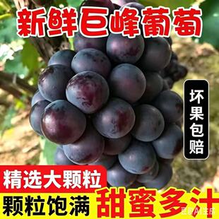 东北现摘大粒巨峰葡萄辽宁峰新鲜水果整箱当季大果冷链整串礼盒装