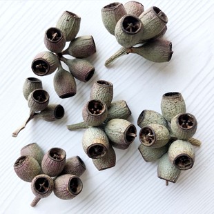 松果橡果干果壳材料植物标本相框僵尸果手工diy干花材料陈列装饰