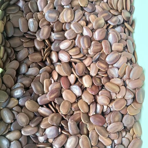 仪花豆植物手工标本制作材料diy手摇铃耳饰串铃配件