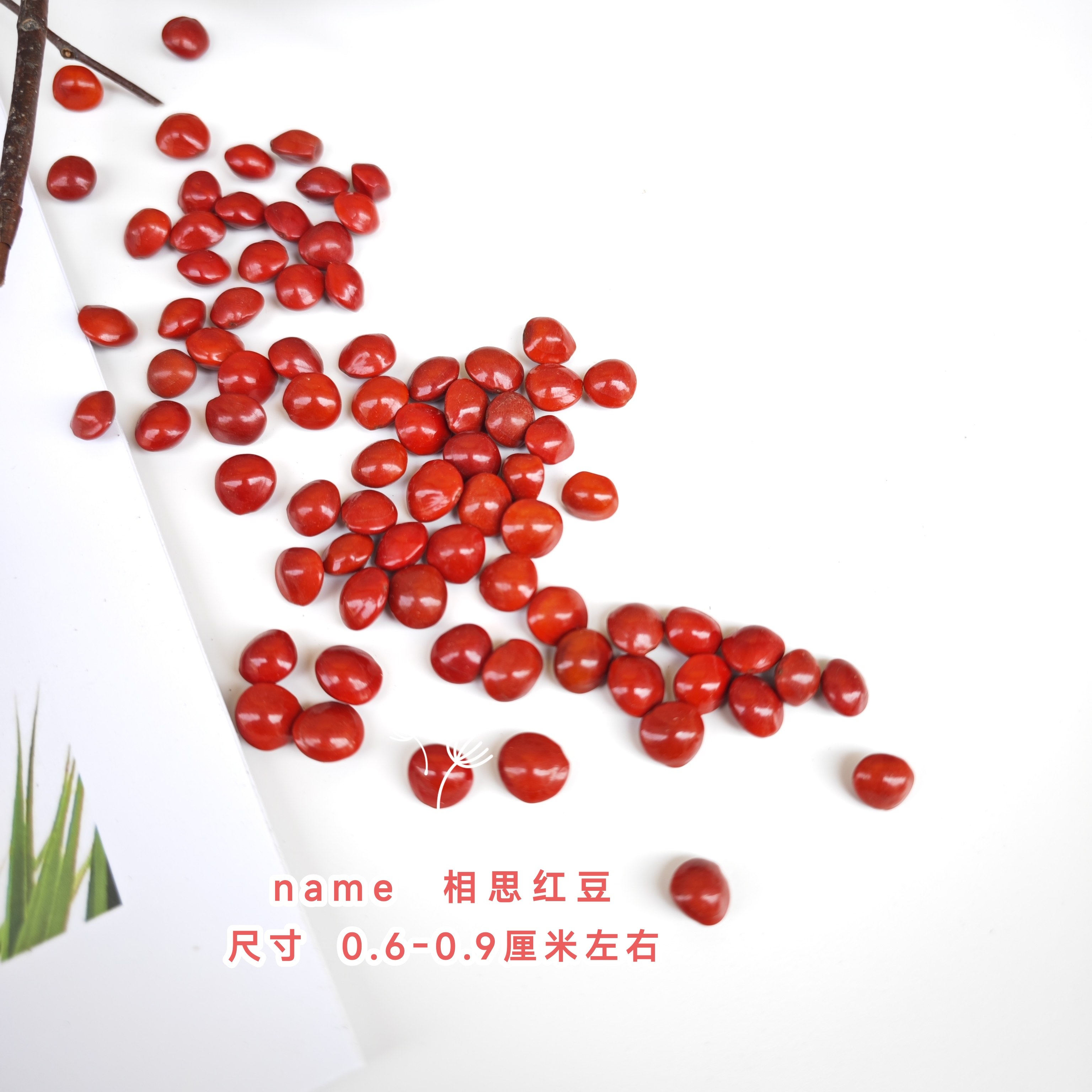相思豆天然红豆创意节日礼品