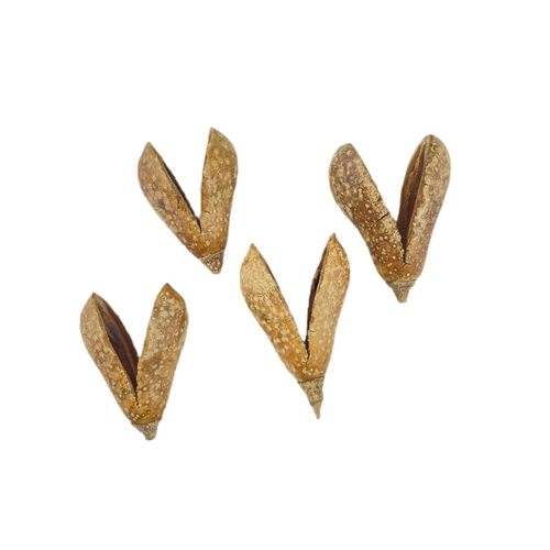 天然植物洋梨果壳豆荚相框配件