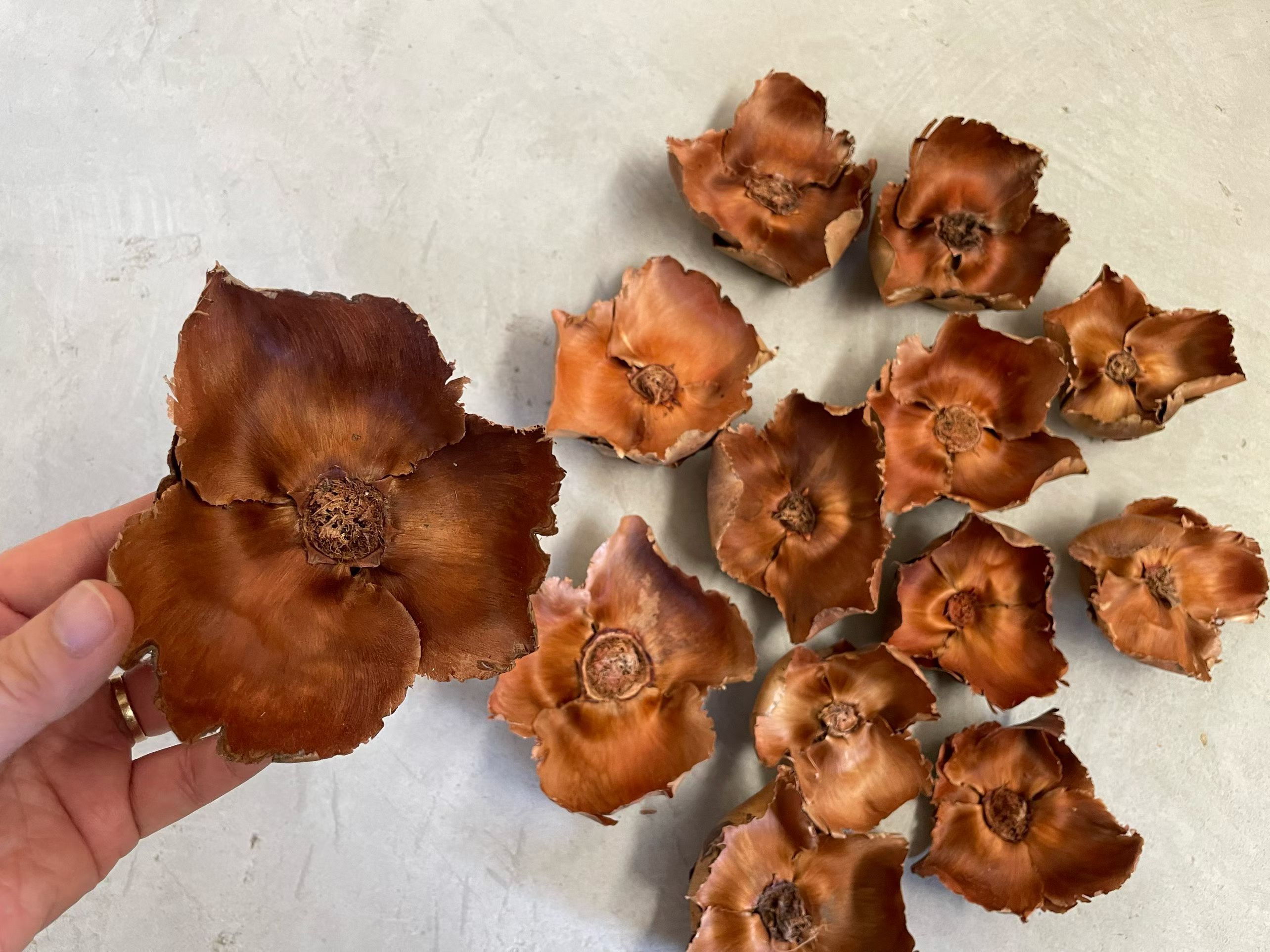 天然植物椰子花氛围感自然花束复古小众装饰摆件意境布景手作diy