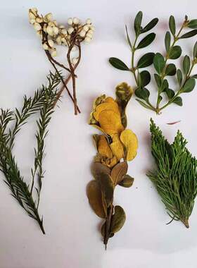 圣诞绿叶花材永生花小白果松柏叶黄杨枝叶套装diy手作干花装饰