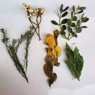 圣诞绿叶花材永生花小白果松柏叶黄杨枝叶套装diy手作干花装饰