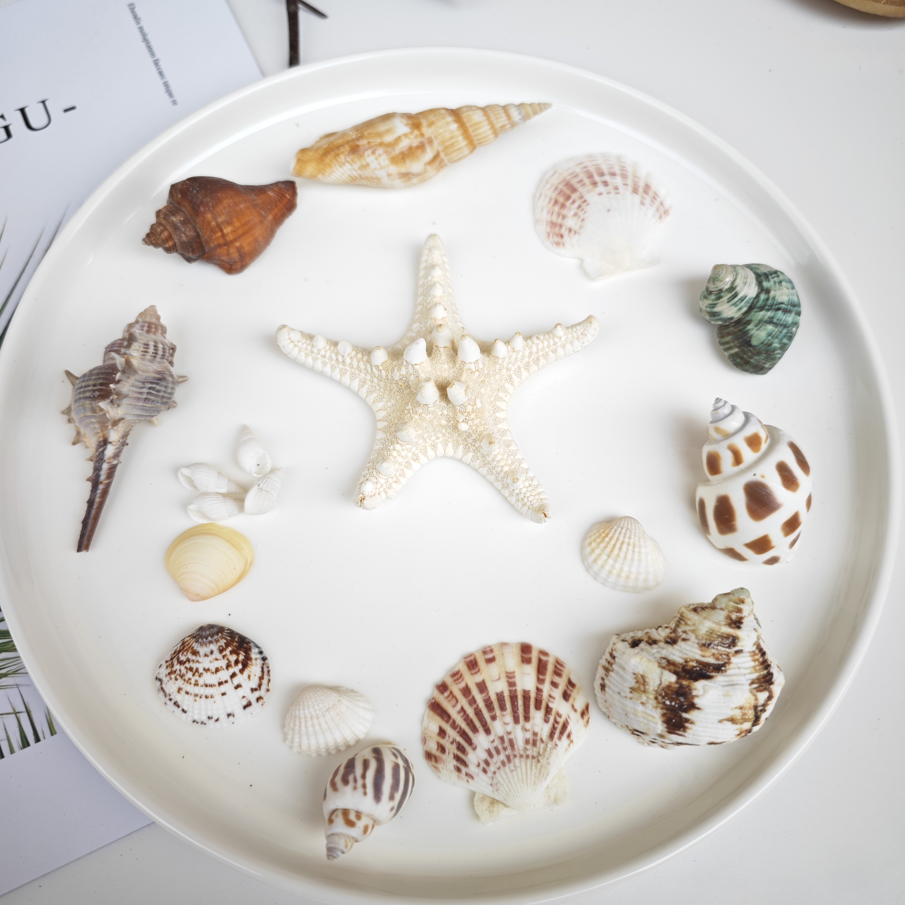 ins天然海螺海星贝壳珊瑚拍照道具 海洋地中海装饰摆件摄影背景布,家居饰品,海螺/贝壳/珊瑚,淘宝优惠券,粉丝福利购,淘宝优惠卷