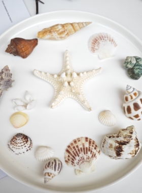ins天然海螺海星贝壳珊瑚拍照道具 海洋地中海装饰摆件摄影背景布