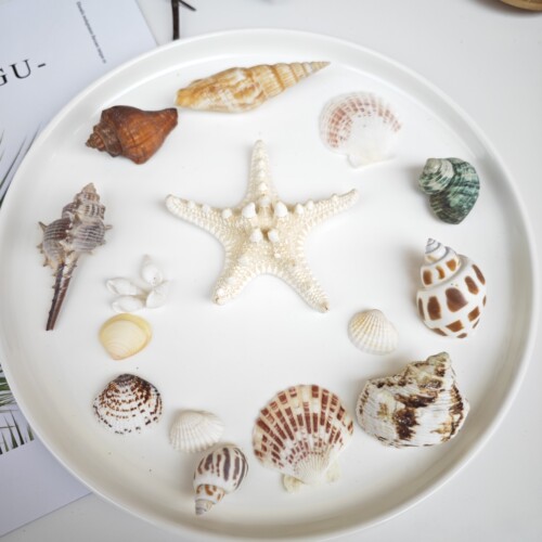 ins天然海螺海星贝壳珊瑚拍照道具 海洋地中海装饰摆件摄影背景布