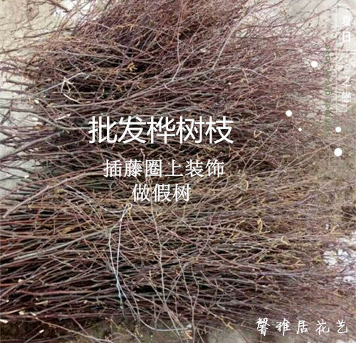 幼儿园手工天然装饰果细树枝开发智力DIY插花桦树枝木棍干树枝