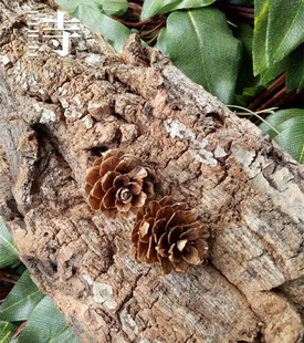 森系zakka天然 落叶松果松花杉树果干果干花复古网店拍摄拍照道具