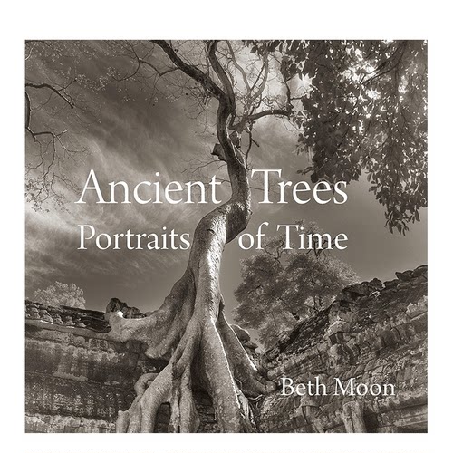 【预售】Ancient Trees 古树:时间的写照 Beth Moon植物摄影集 英文原版书籍进口