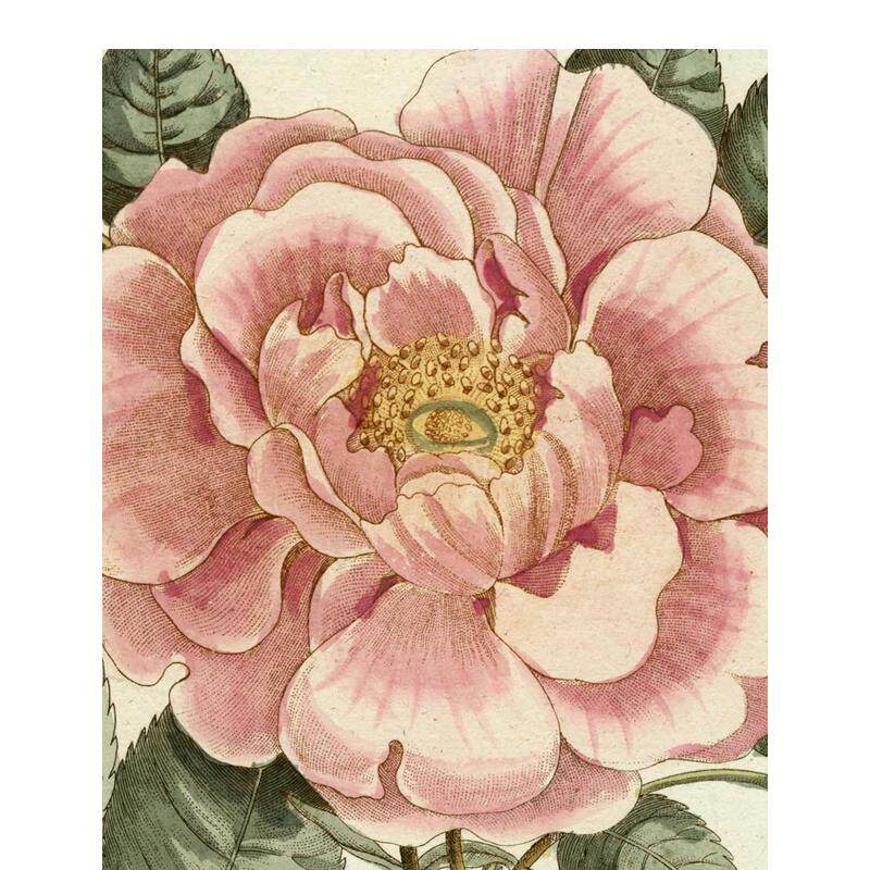【现货】约翰德里安画集 II John Derian Picture Book II 复古手绘 植物插画 原版英文艺术画册画集