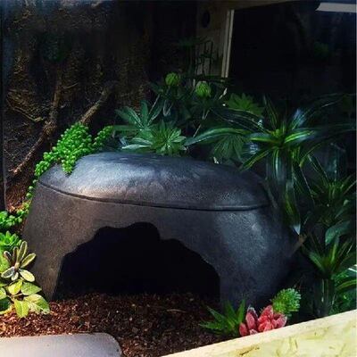 LeopardGeckHiRtilSngC