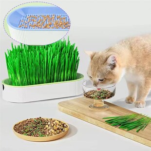 Hydroponic Cat Grass Box Soilless Catnip Planting Set wit