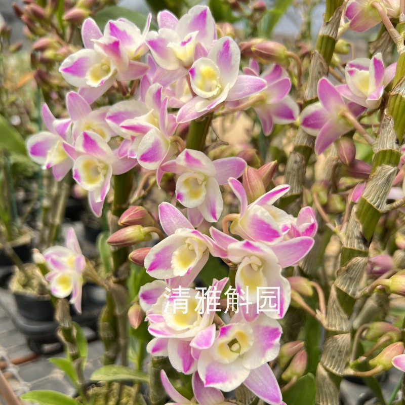 清雅斛园 中华梦 水晶泼墨春石斛兰花Den .ChinaDream Crystal