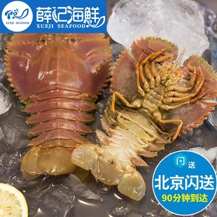 3-5只500g 北京闪送 鲜活琵琶虾 舟山九齿扇虾皮皮虾东海海鲜水产