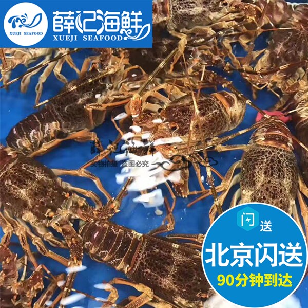 6-7两一只 北京闪送 鲜活南非龙虾仔 澳龙仔 小澳龙南非龙虾