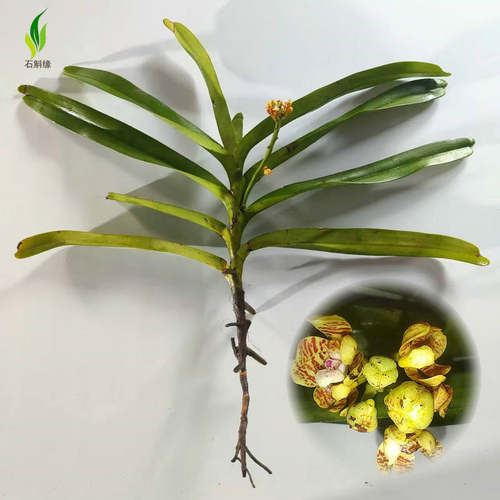 小花豹纹兰寄生万代兰盆栽吊兰