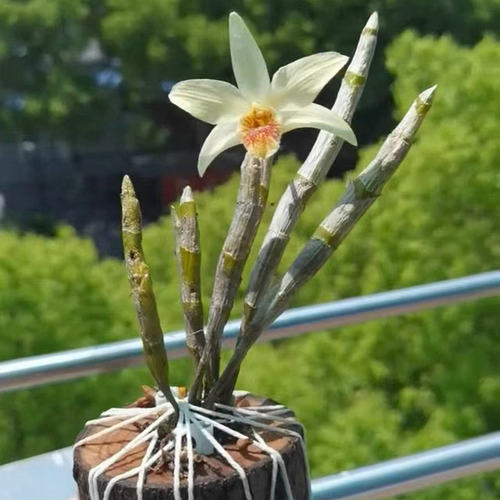 石斛盆栽吊兰庭院室内绿植物花草