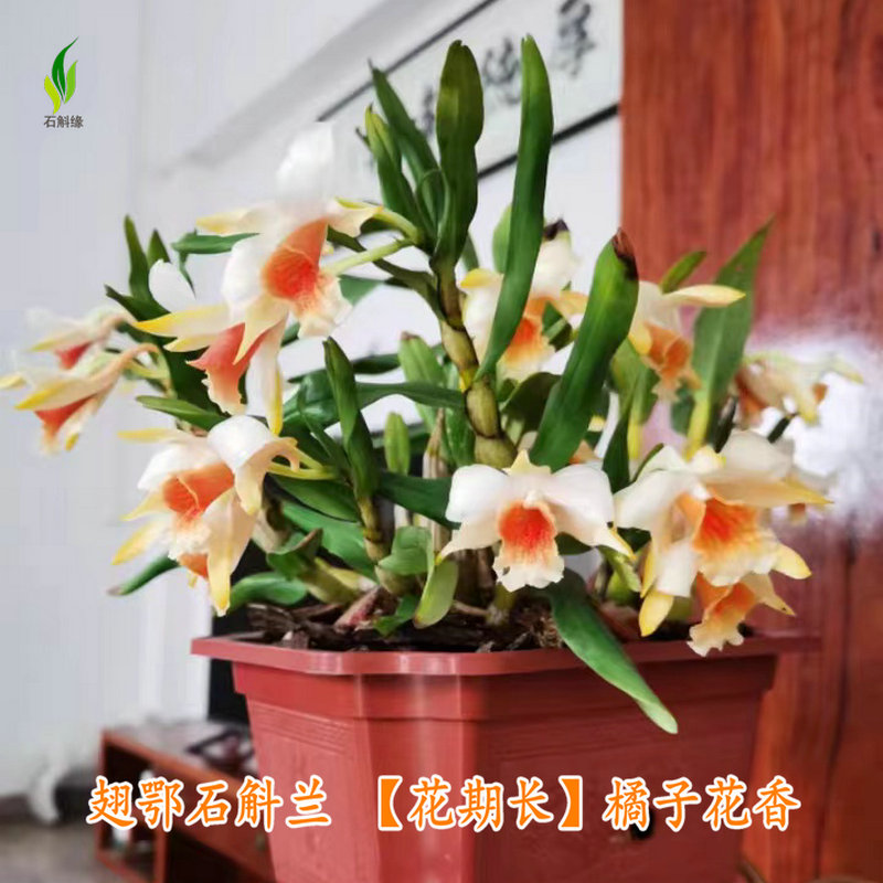 美丽翅鄂石斛室内盆栽绿植吊兰花