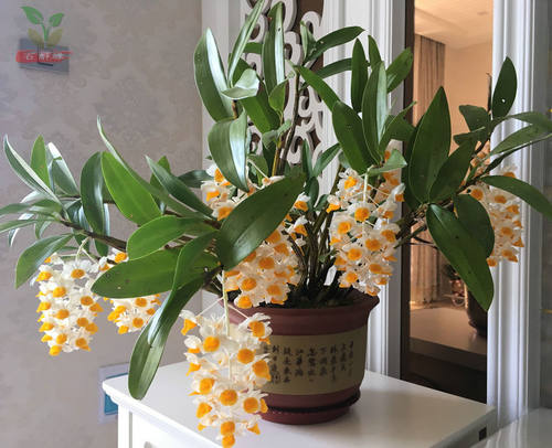 球花石斛苗绿植物淡香花卉好种养