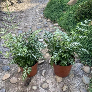 银脉凤尾蕨 夏雪银线蕨叶艺品种室内客厅办公室盆栽假山鱼池配景