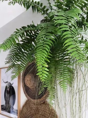 霸王叶垂吊式蕨类植物客厅