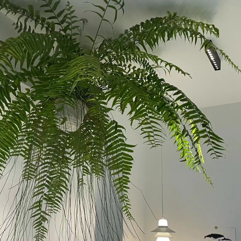 霸王蕨长叶垂吊式蕨类植物客厅书房办公室盆栽净化空气吸甲醛好养