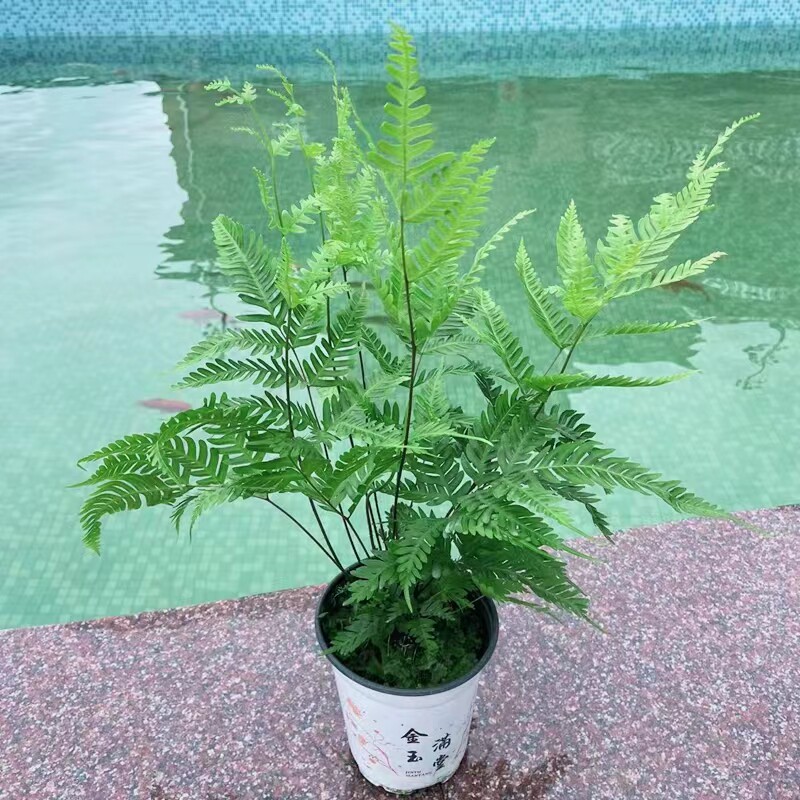 富士蕨傅氏凤尾蕨办公桌客厅绿植园林微景观造景假山鱼池配景好养