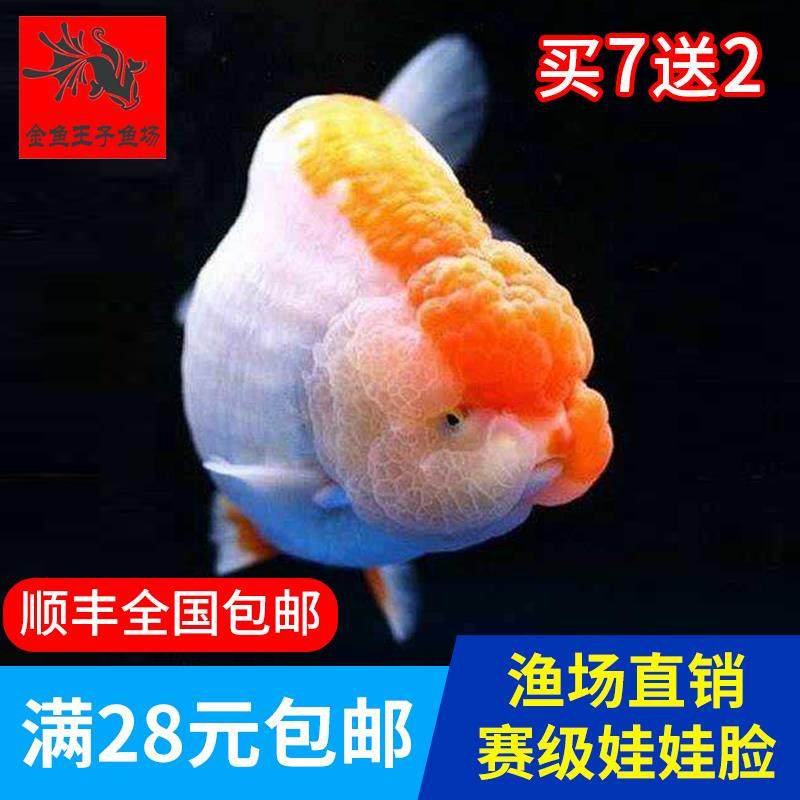 兰寿金鱼活体精品观赏鱼冷水淡水活体水族宠物招财鱼小尾兰寿活鱼