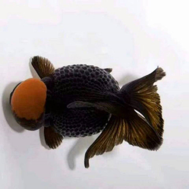 观赏鱼精品鼠头珍珠鳞金鱼苗活体皮球包活红白五花蓝背珠子水族