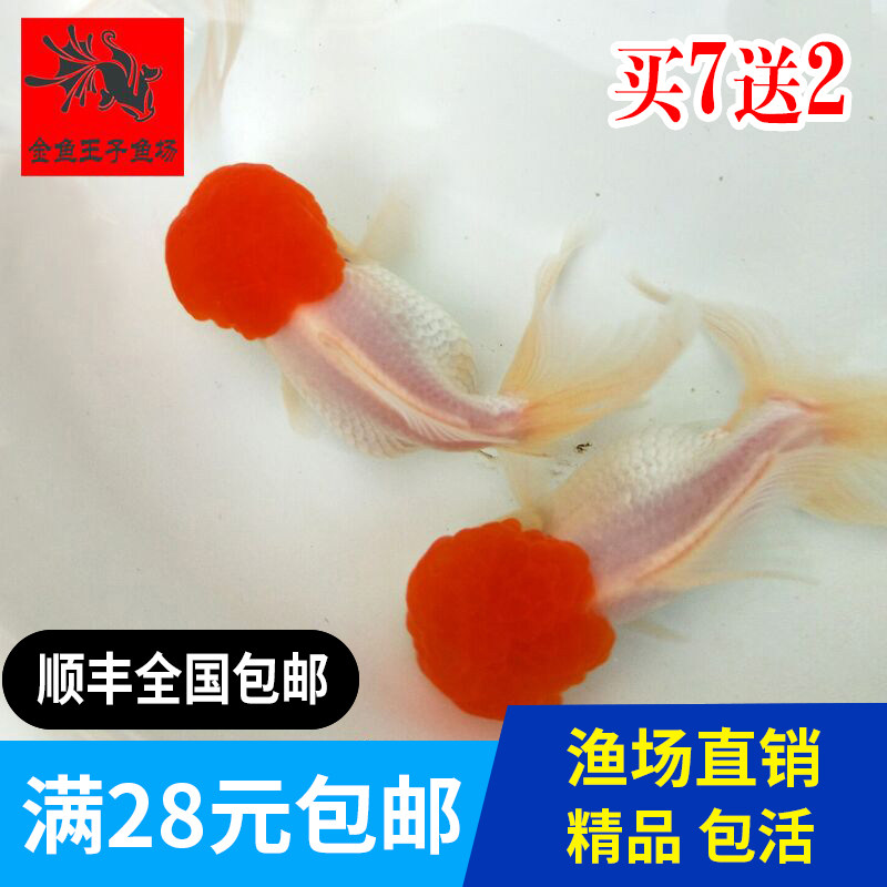 精品鹤顶红金鱼包邮观赏鱼宠物鱼 活体鱼苗鱼苗金鱼活体招财鱼